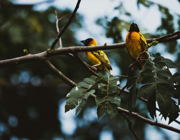 Birdwatching in Uganda & Rwanda:  The Hidden Kingdoms of Feathered Royalty