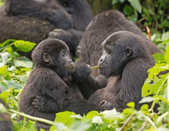 Wild Apes of Uganda and Rwanda