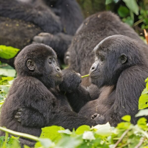 3 Days Mountain Gorilla Tracking Bwindi