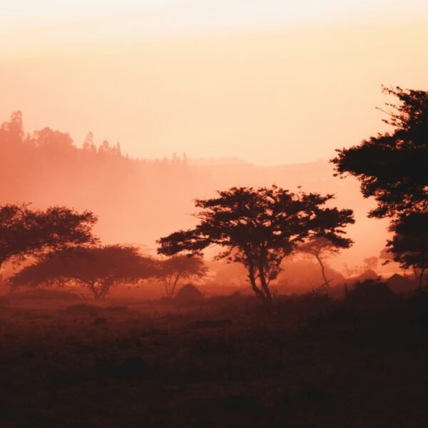 Best of Rwanda Safari