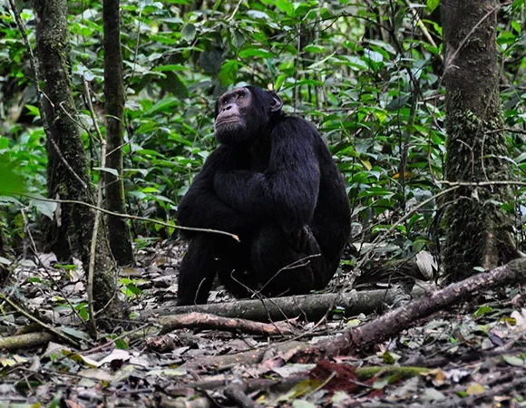 Mountain Gorilla Tracking Bwindi