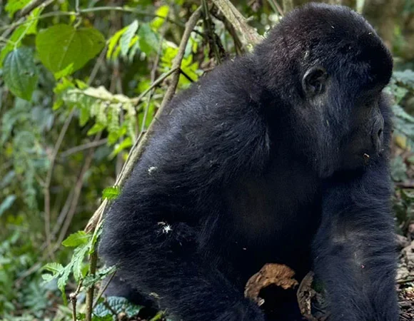Toro-Semuliki & Bwindi Safari