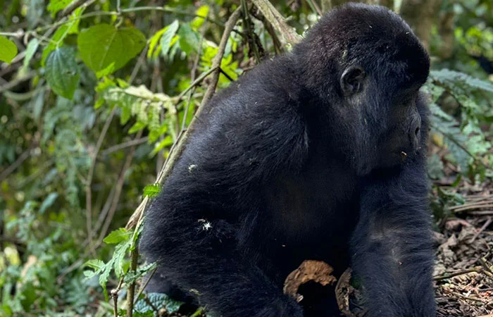 7 Days Gorilla trekking and Lake Bunyonyi