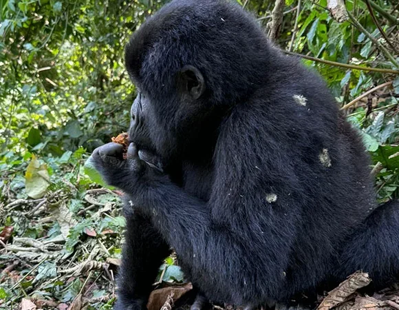 10 Days Chimpanzee & Gorilla Habituation Experience
