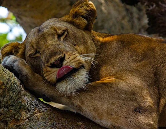 Lion Experiential Safari