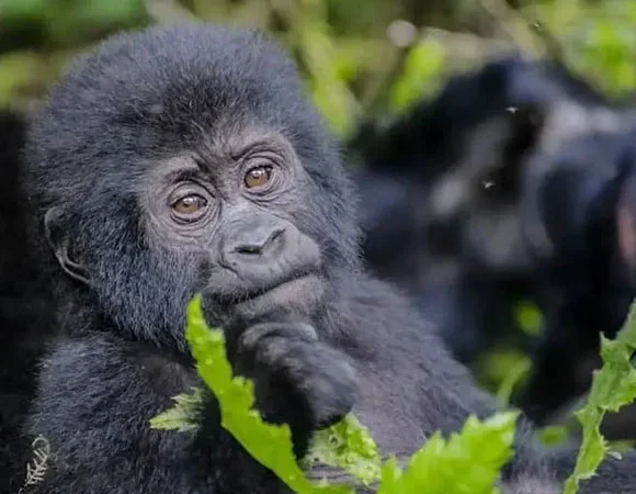 Gorillas & Chimpanzees in Uganda and Rwanda:  Secrets of the Jungle Kingdoms