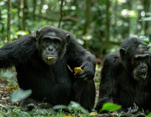 7 Days Gorilla trekking and Lake Bunyonyi