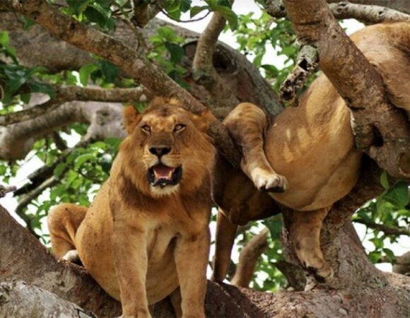 13 Days Uganda & Rwanda Safari