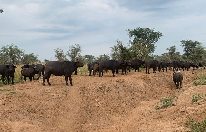 African buffalo