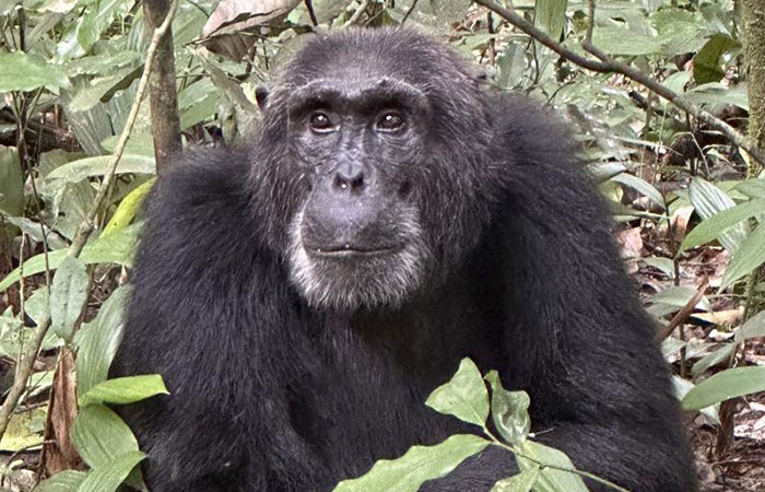 10 days Uganda primates