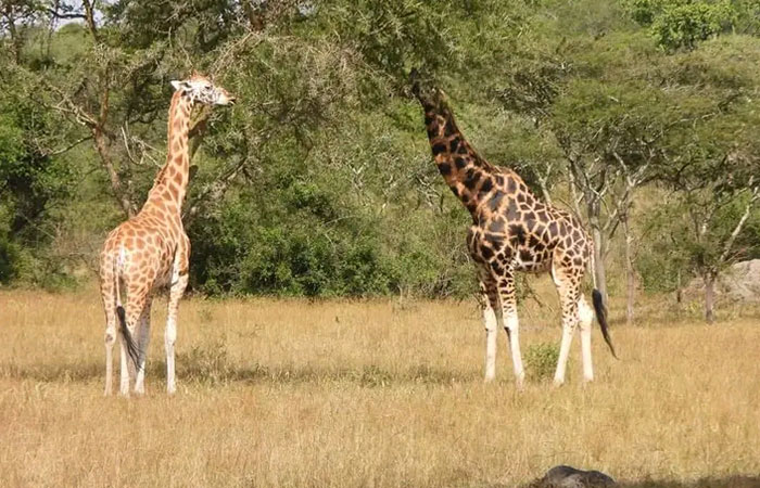 7 days Uganda safari