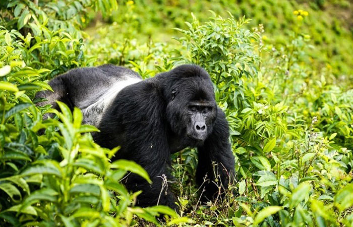 gorilla tracking permit