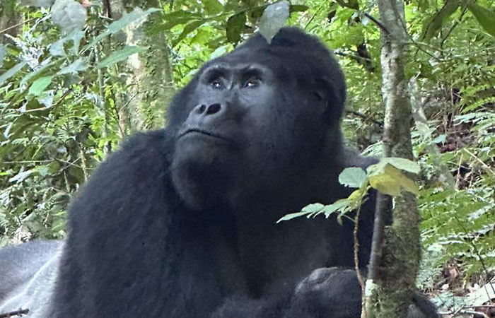 Is it possible to track Uganda gorilla