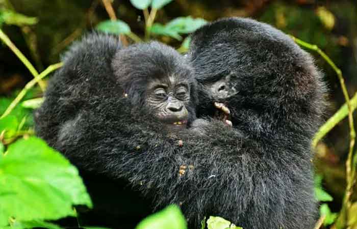 Mountain Gorillas