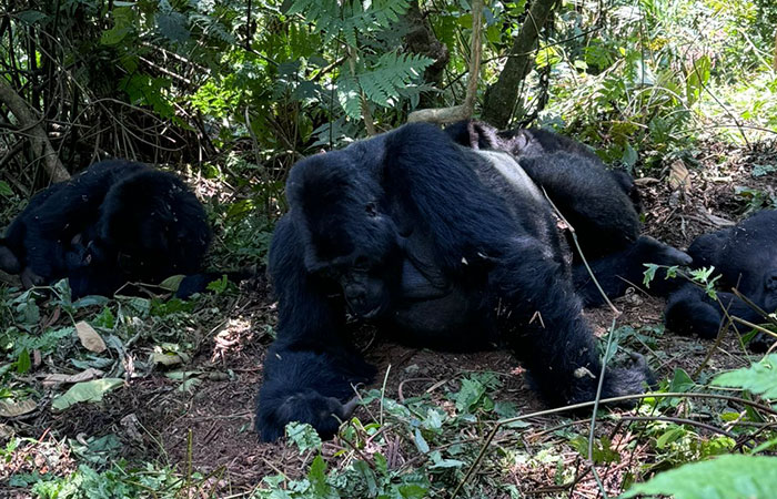Luxury gorilla trekking Rwanda