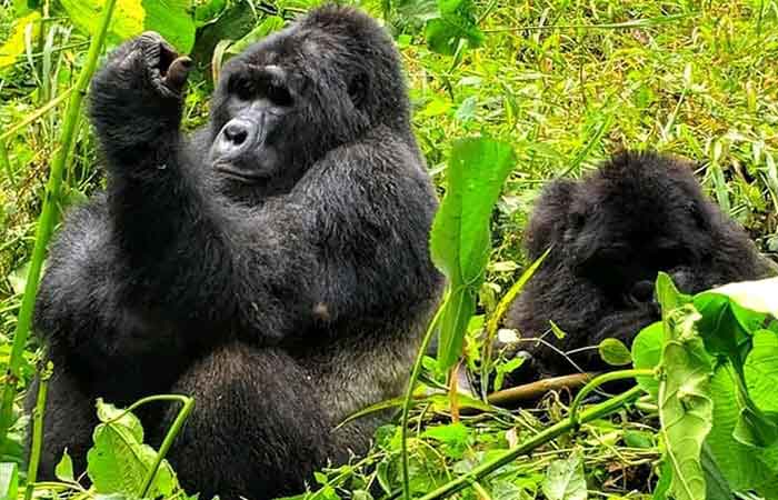 Updated Gorilla families Permits