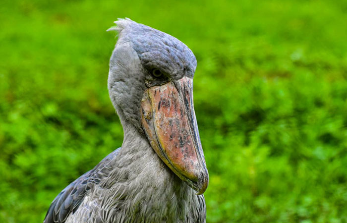 Shoebill Trekking Ziwa