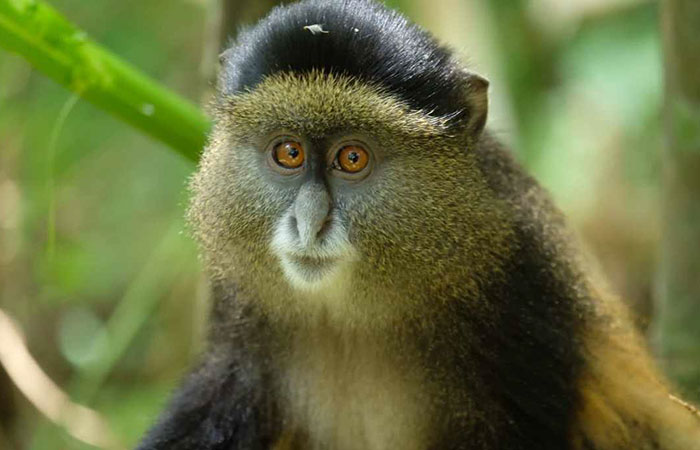 Golden monkey trekking