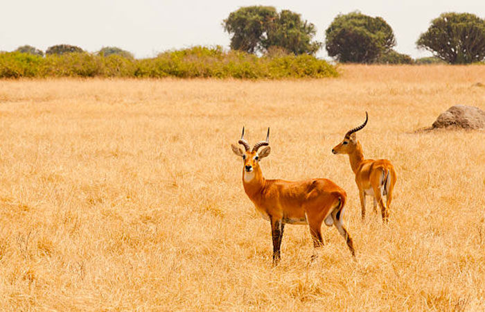 Kasenyi Plain