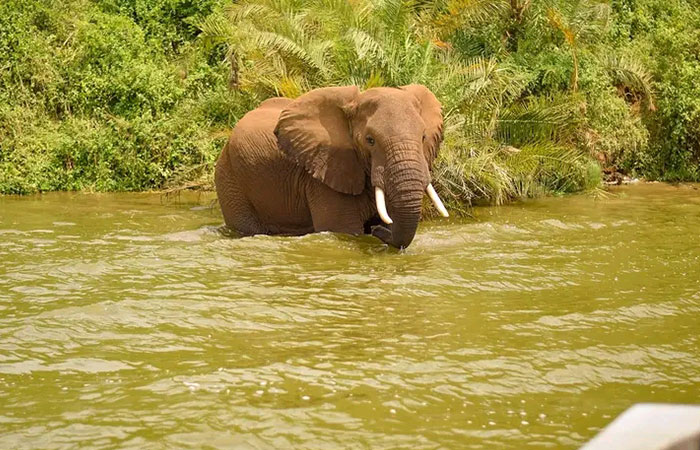 Kazinga channel