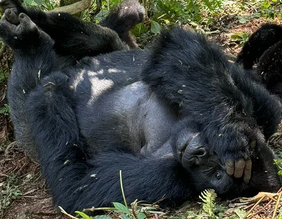 Uganda Primates trekking safari