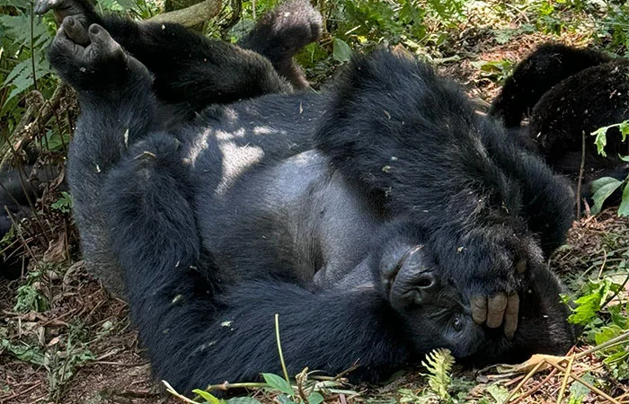 Uganda Primates trekking safari