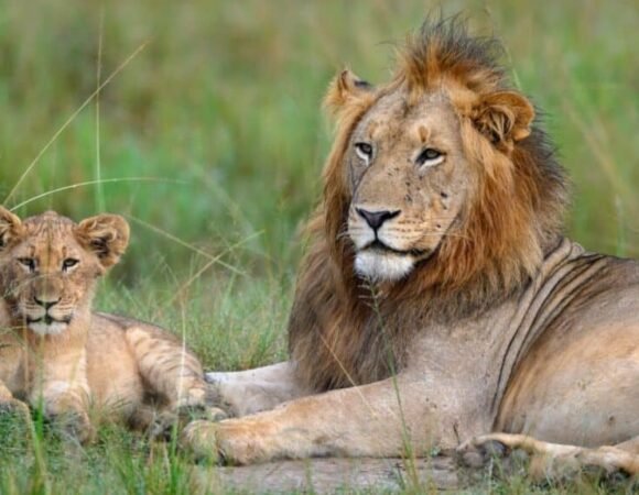 11 Days Lion Experiential Safari