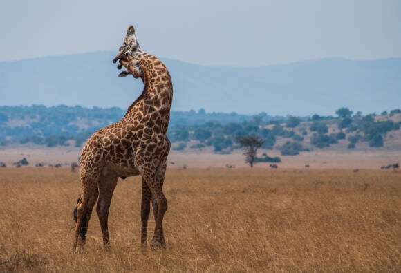 Birthday Celebration Safari in Uganda