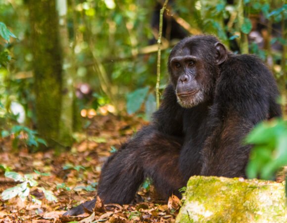 8 Days Nyungwe, Akagera & Volcanoes National Park Safari