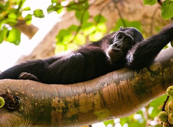 10 Days Uganda Primates trekking safari