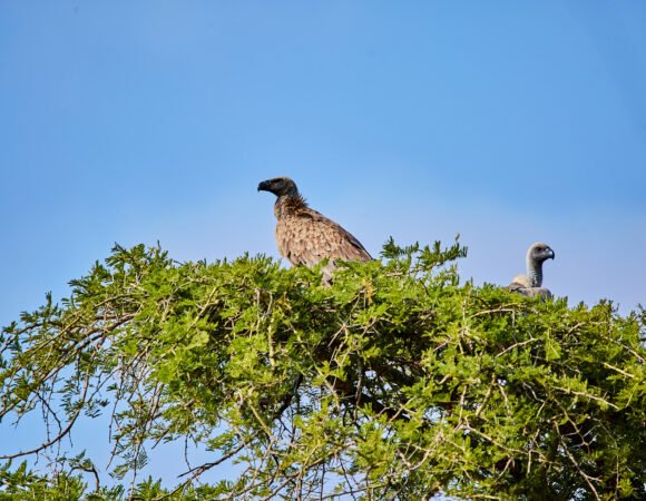 3-Day Solo Birding Safari in Uganda