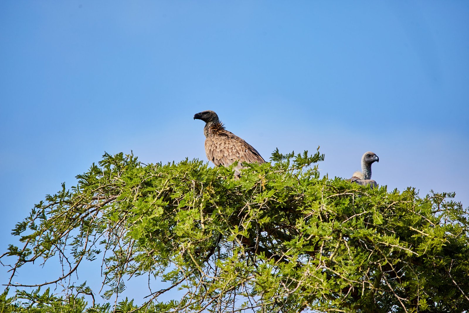 5-Day Birding Safari at Lake Bunyonyi – A Highland Birding Retreat in Uganda