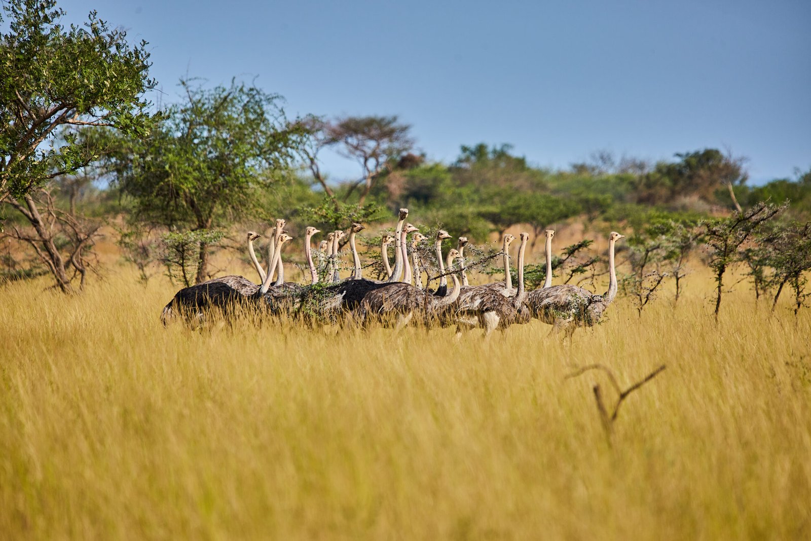 3-Day Honeymoon Safari in Uganda – Murchison Falls National Park