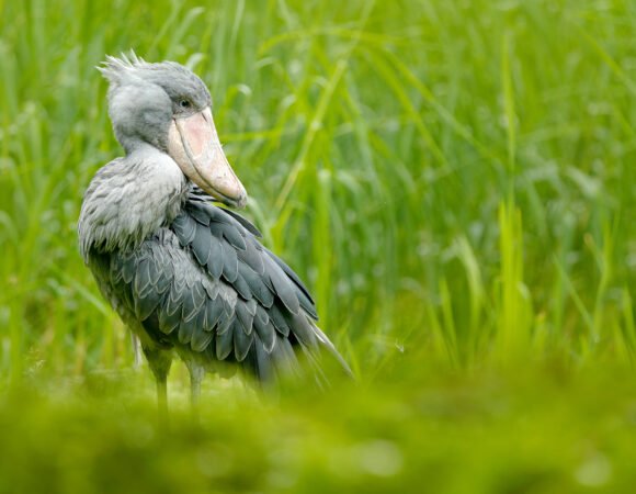Wings of Uganda and Rwanda
