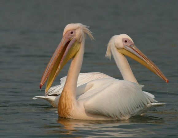 Birding Safari in Uganda