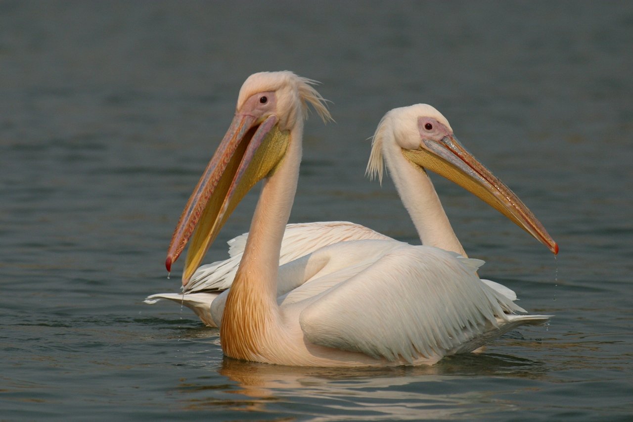 4-Day Birding Safari in Uganda