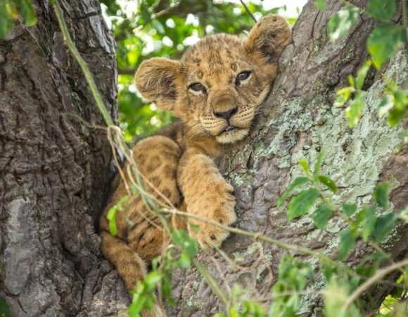 Honeymoon Safari at Queen Elizabeth National Park