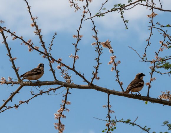 Birding Safari in Rwanda
