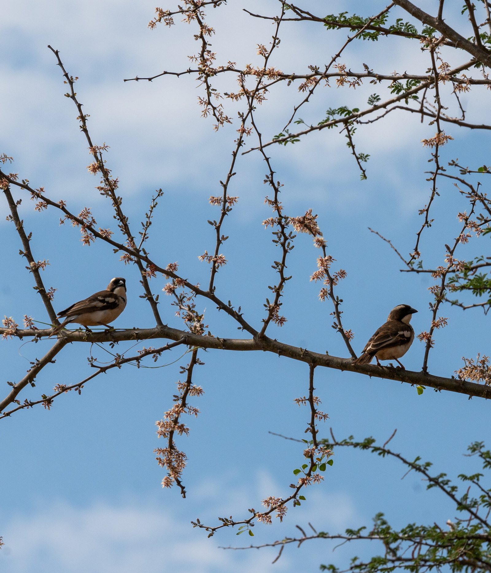 3-Day Birding Safari in Rwanda