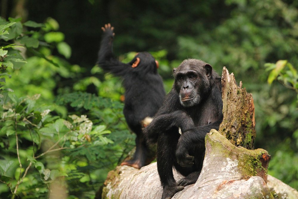 Mgahinga Gorilla National Park
