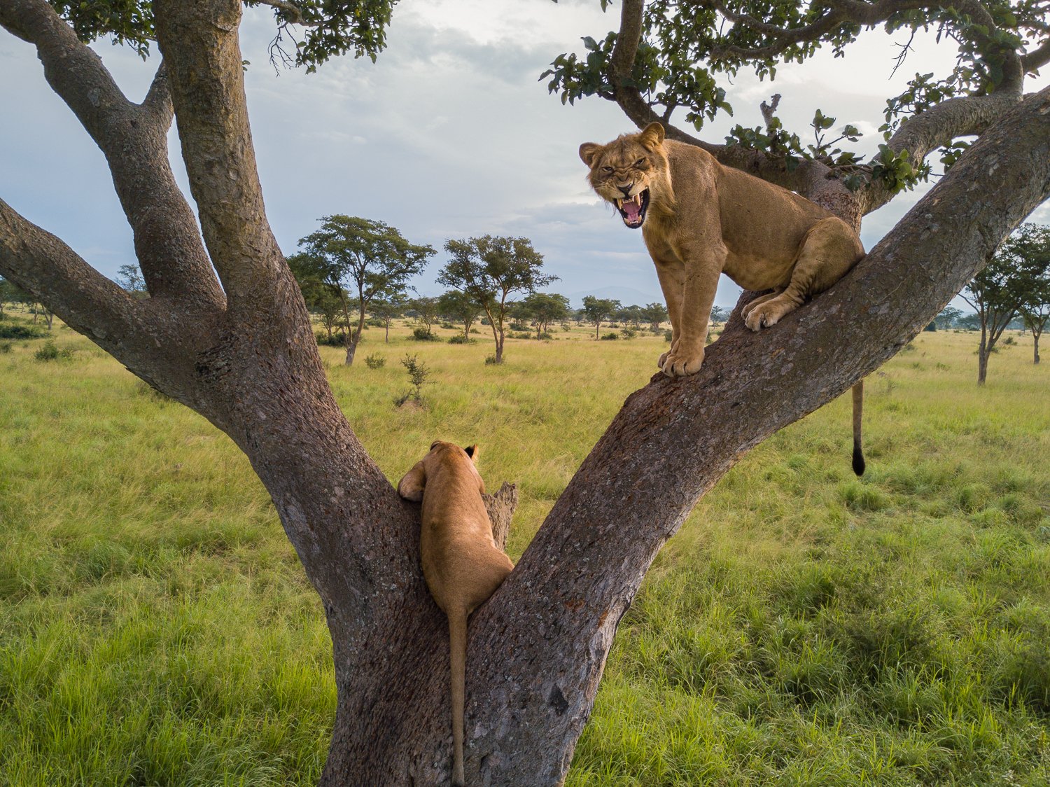 15-Day Birthday Celebration Safari in Uganda