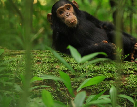 Chimpanzee Trekking Safari – Kibale Forest, Uganda