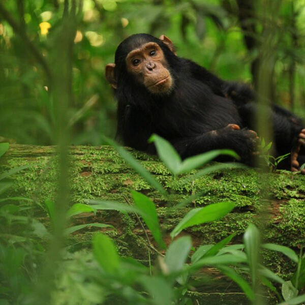 3-Day Chimpanzee Trekking Safari – Kibale Forest, Uganda