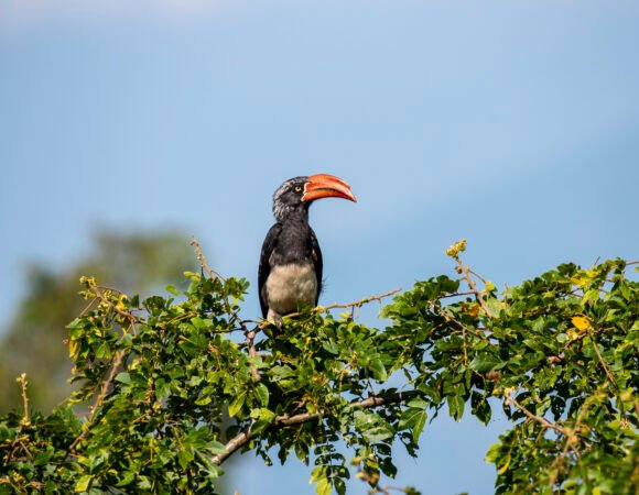 1-Day Birding Safari in Uganda