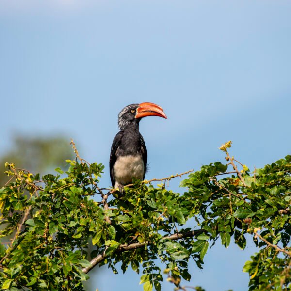 7-Day Birding Safari in Uganda
