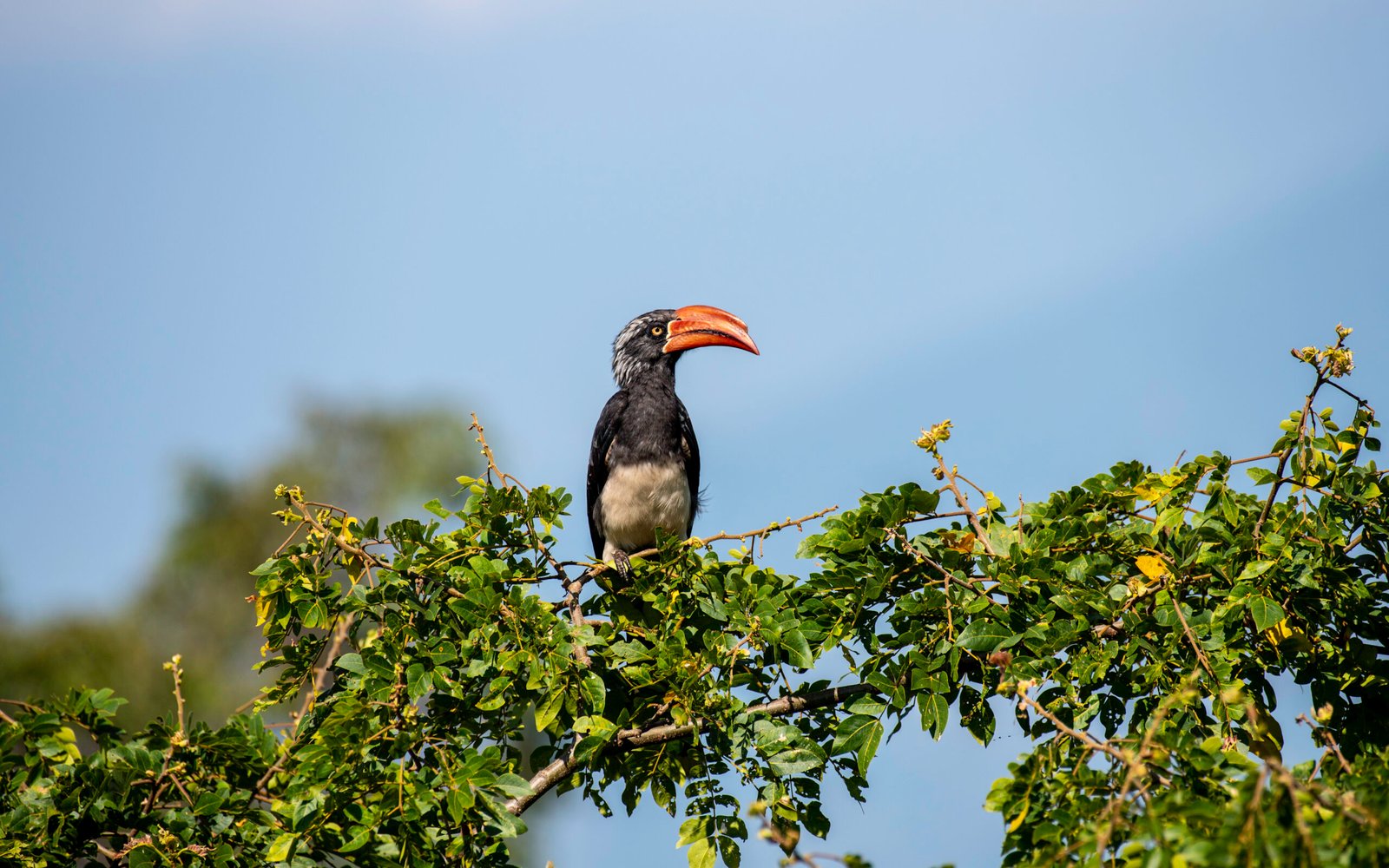 1-Day Birding Safari in Uganda