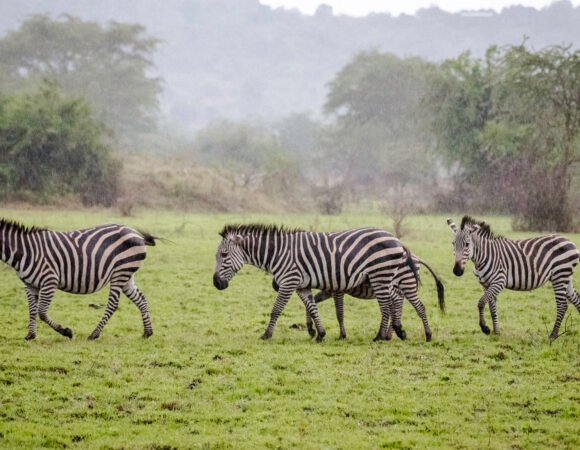 Honeymoon Safari in Uganda