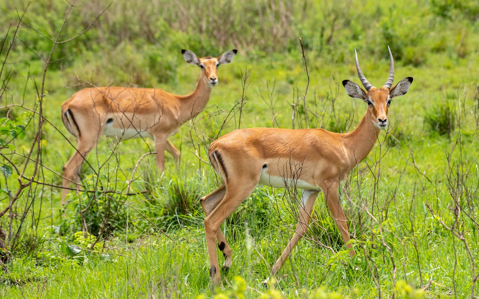 Lake Mburo National Park 