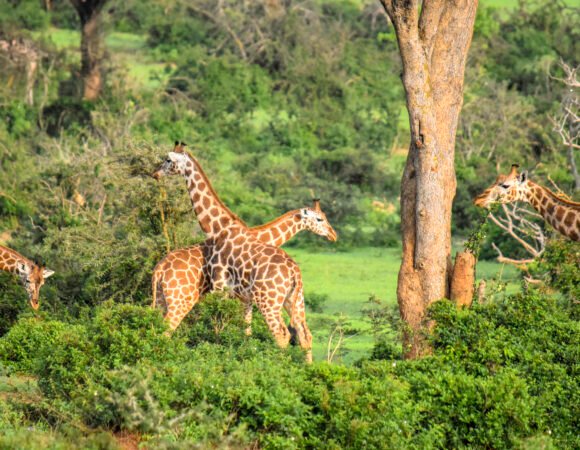 Honeymoon Safari in Uganda – Murchison Falls National Park