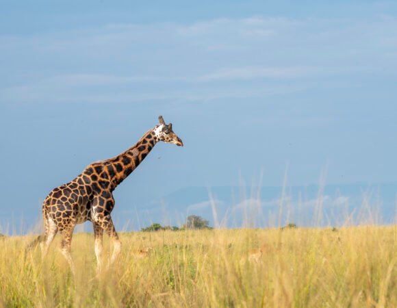 3 Days Birthday Safari at Murchison Falls, Uganda
